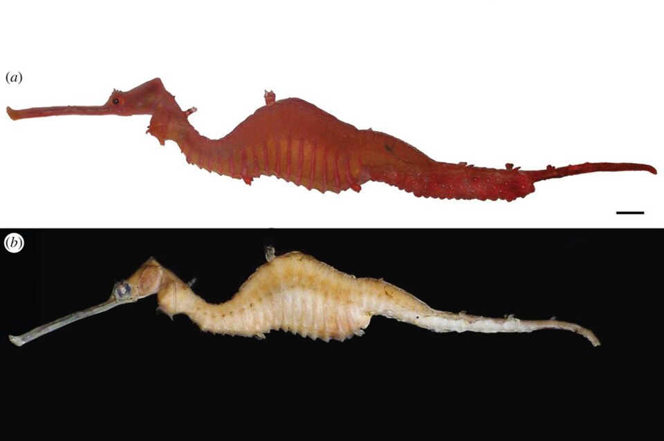 5. There Are Only Three Known Species, and One Was Just Discovered