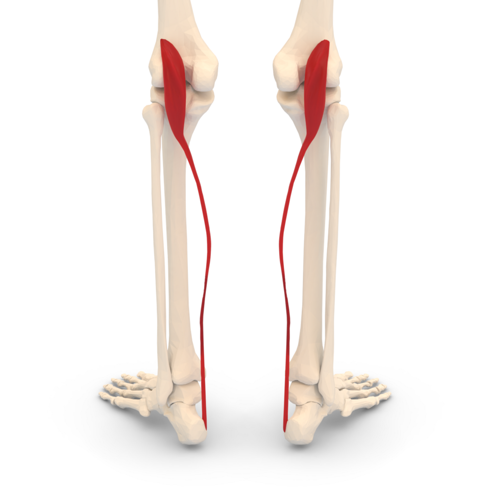 The Plantaris Muscle in the Leg: Redundant String or Fine-Tuner of Movement?