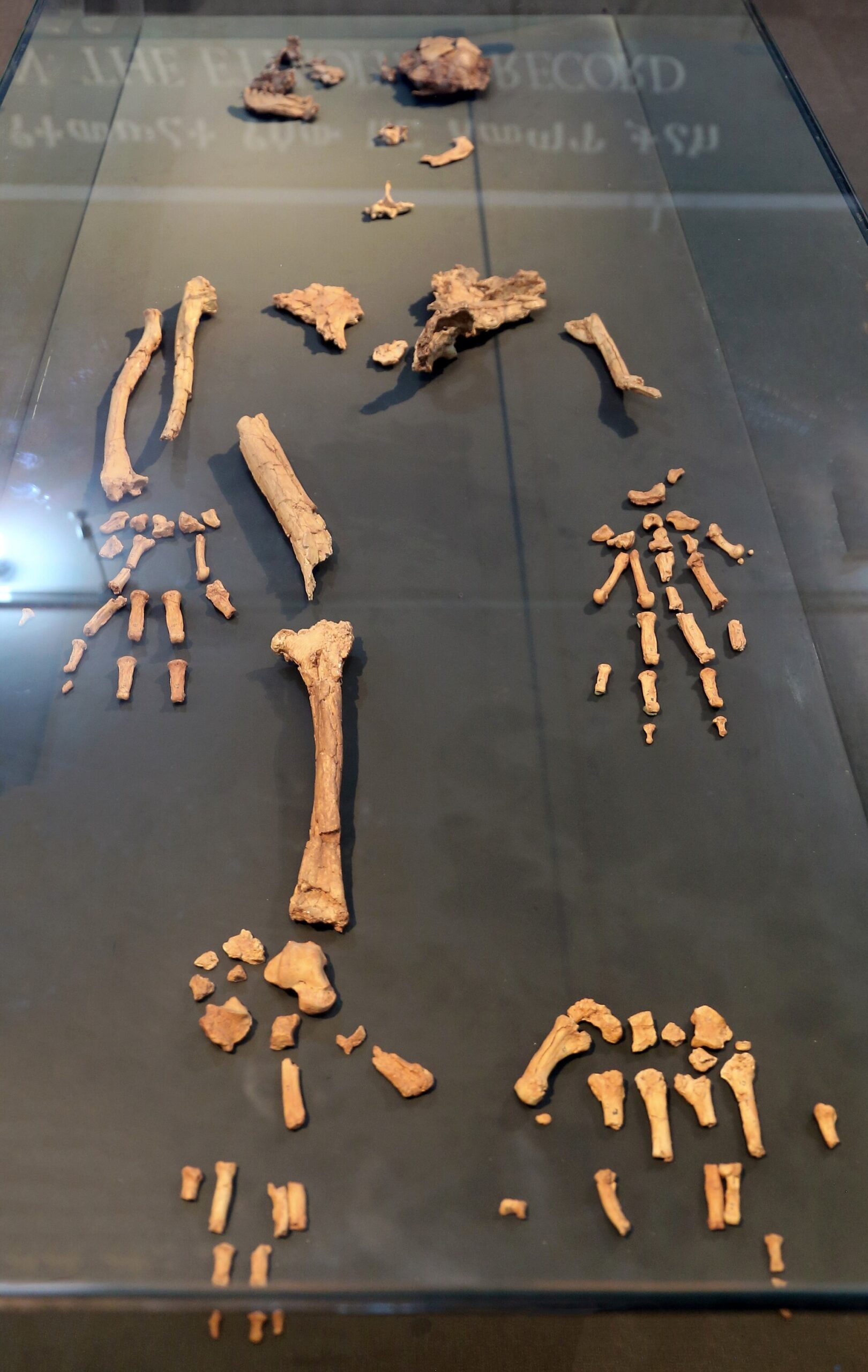 #8 - The Skeleton That Broke the "Savanna Ape" Theory