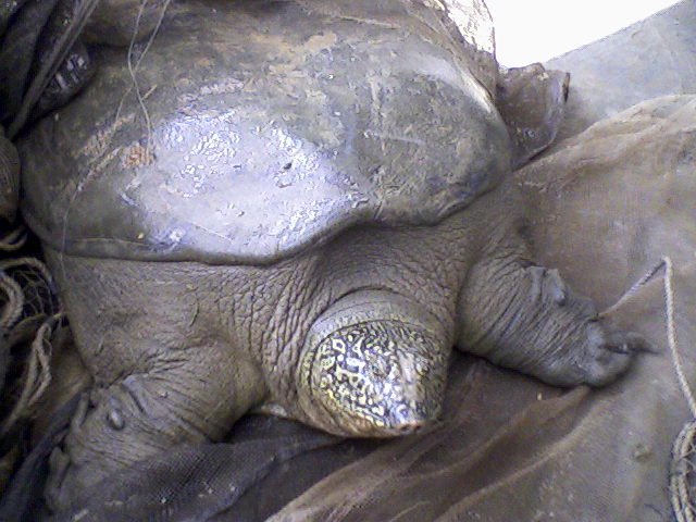 #10 - The Yangtze Giant Softshell Turtle: The World's Rarest Reptile, Hunted for a Fourth Survivor