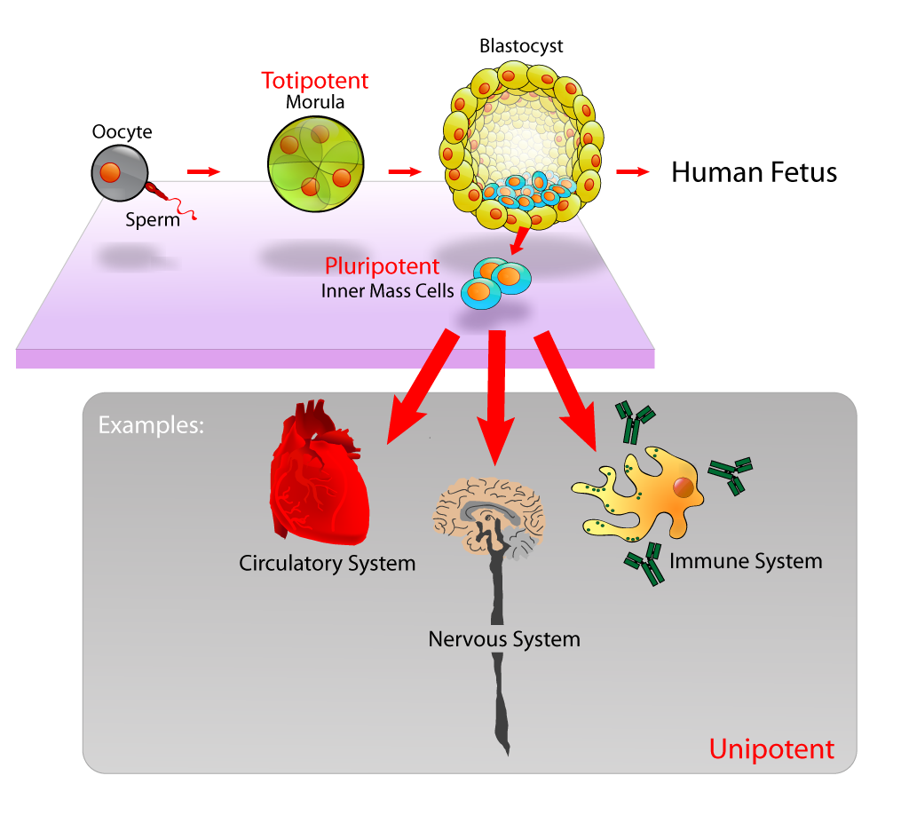 Your Stem Cells Get Old and Run Out of Steam