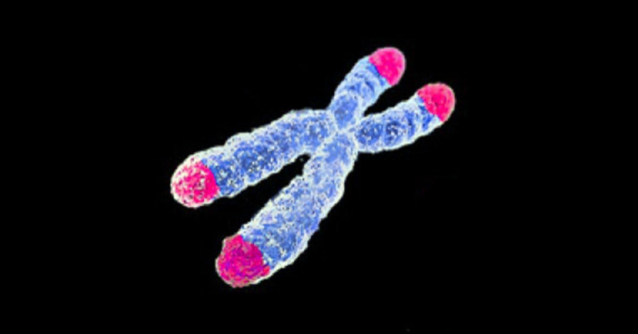 Your Cells Have a Built‑In Expiration Counter 