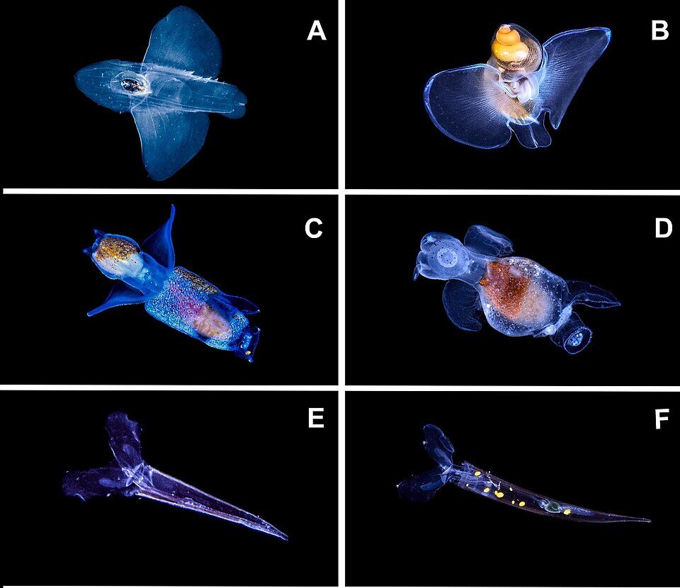 16. Soft‑Bodied Midwater Mollusks That Outrun Old Shell‑Based Categories