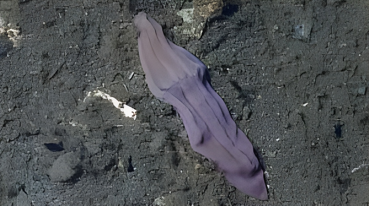 2. Newly Revealed Xenoturbella Worms That Scramble the Animal Family Tree 