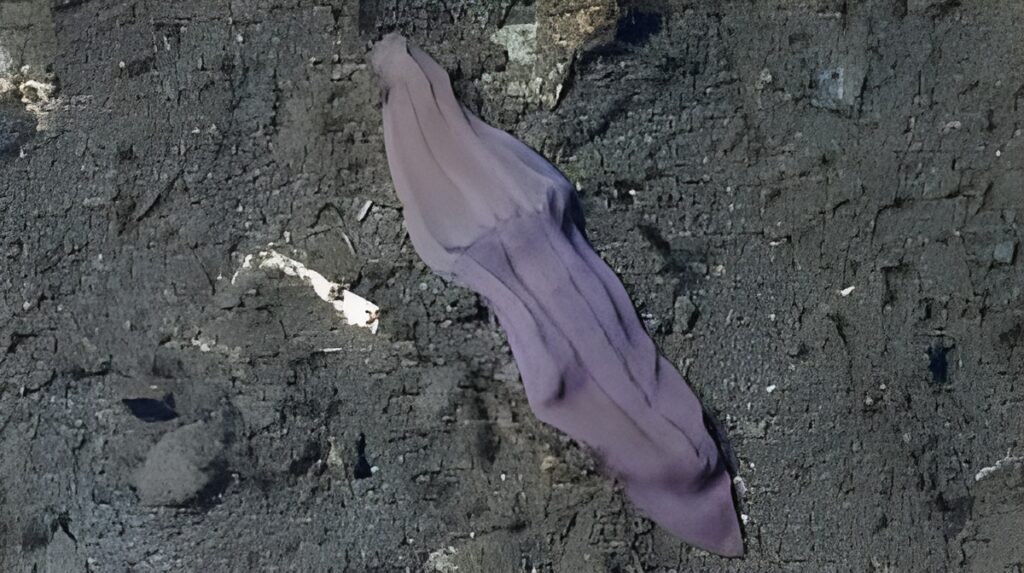 19 Marine Discoveries Made Since 2015 That Do Not Match Anything in the Current Classification Systems for Deep-Ocean Life