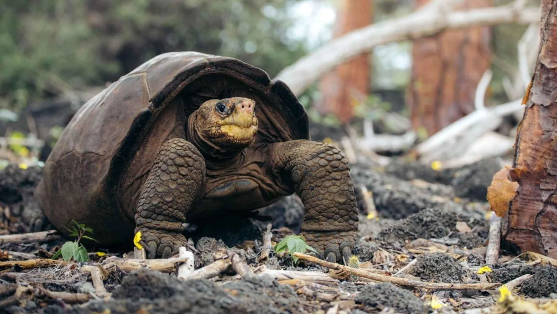 #4 - The Fernandina Giant Tortoise: Missing for Over a Century 