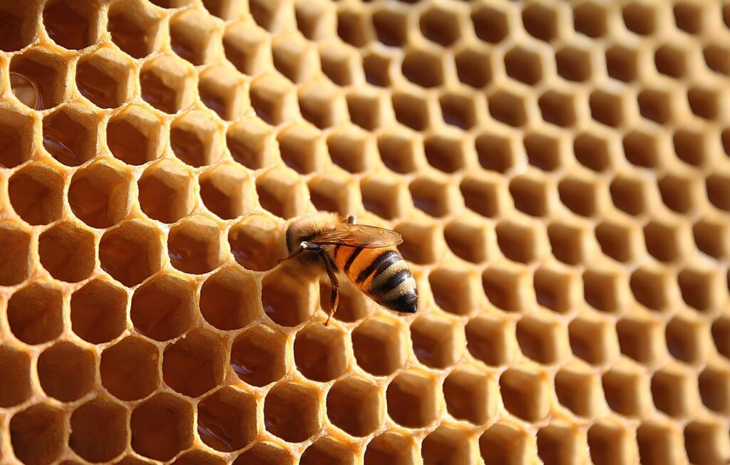 12 Mathematical Patterns Found in Natural Structures Across Unrelated Species and Materials With No Known Common Cause