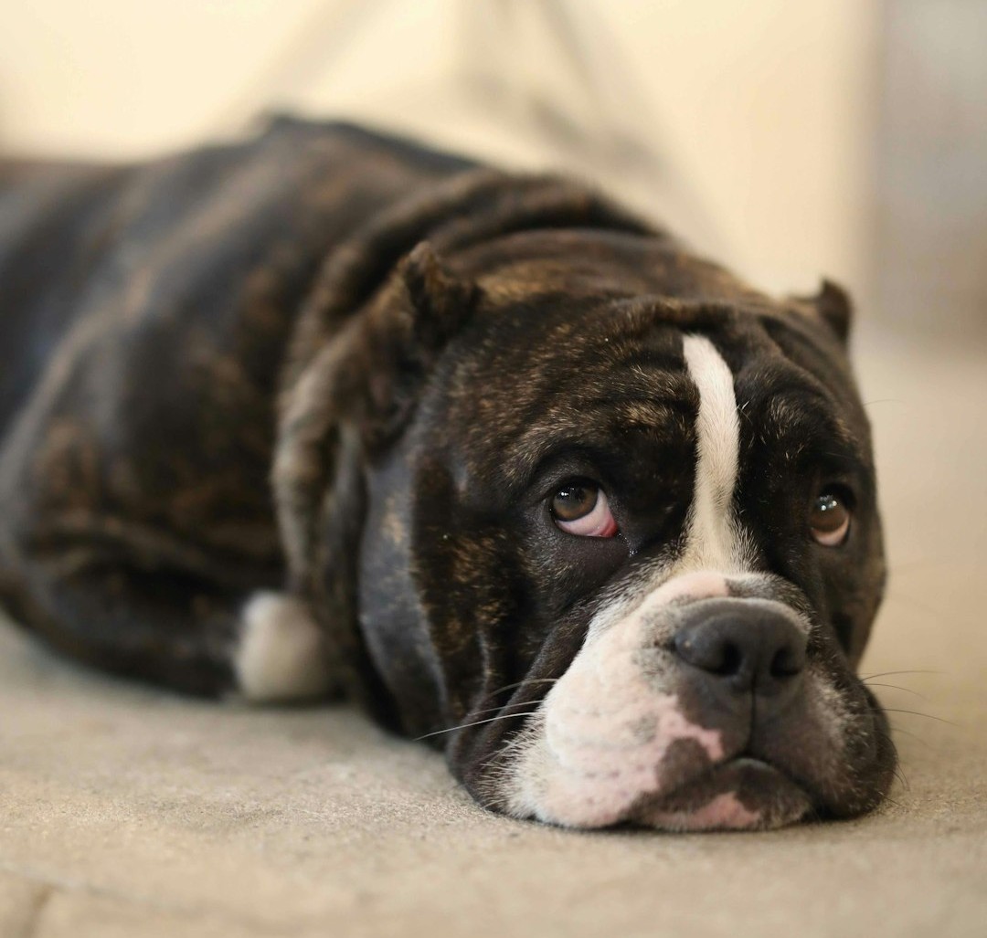 Seeing Your Dog’s Face Differently Changes How You Treat It
