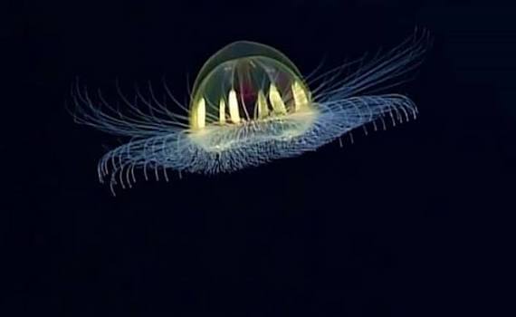 4. Cosmic Jellyfish That Refuse to Be Pinned Down