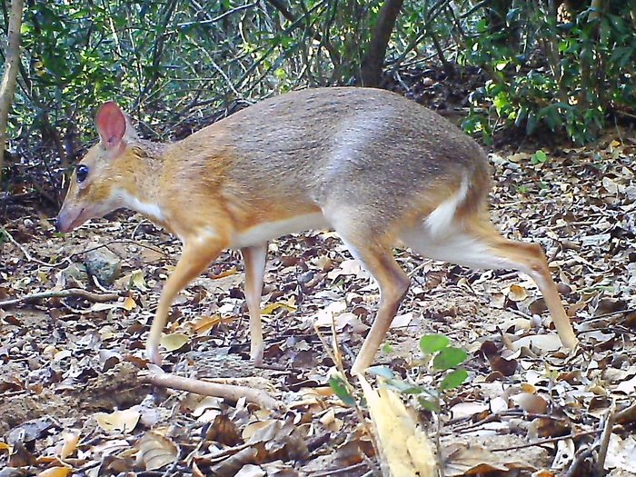 #7 - The Silver-Backed Chevrotain: The Mouse-Deer Nobody Could Find