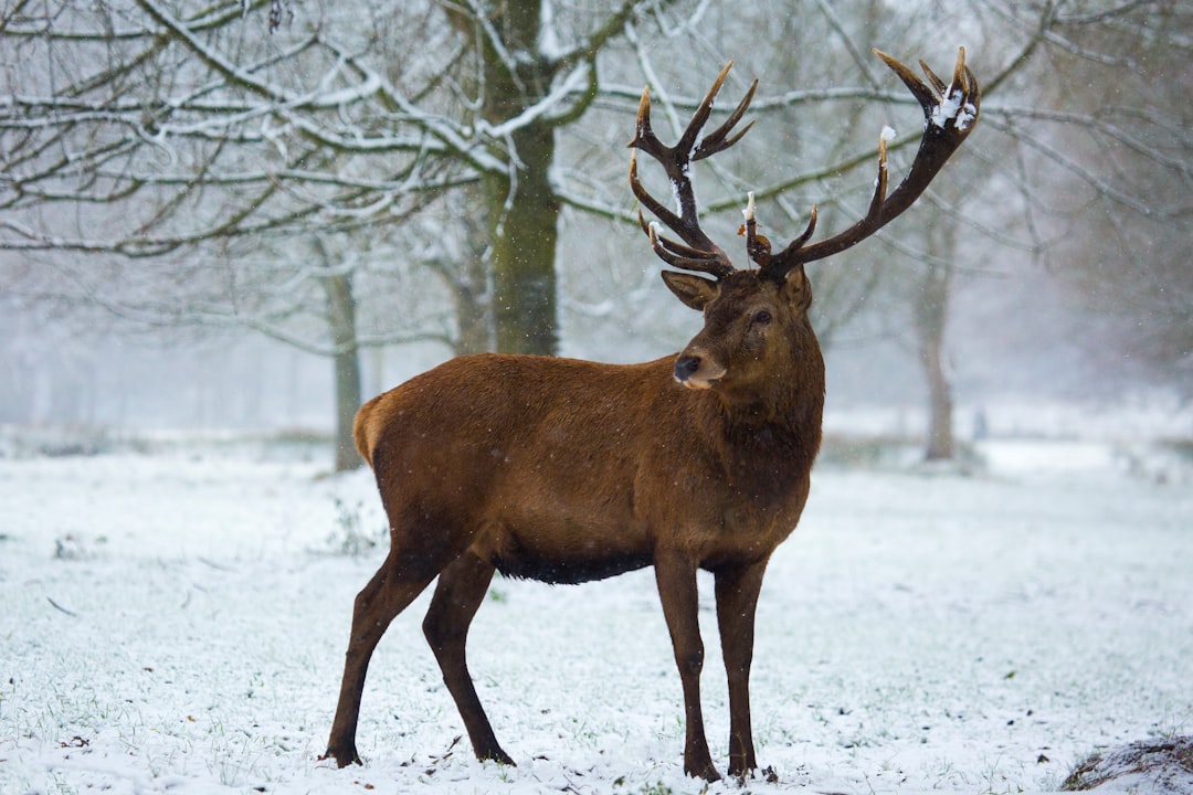 11 Things Deer Do Right Before a Harsh Winter That Farmers Have Trusted for Generations