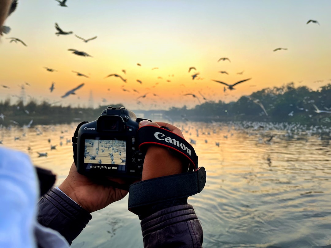 10 Best Cameras To Capture Birds in Flight