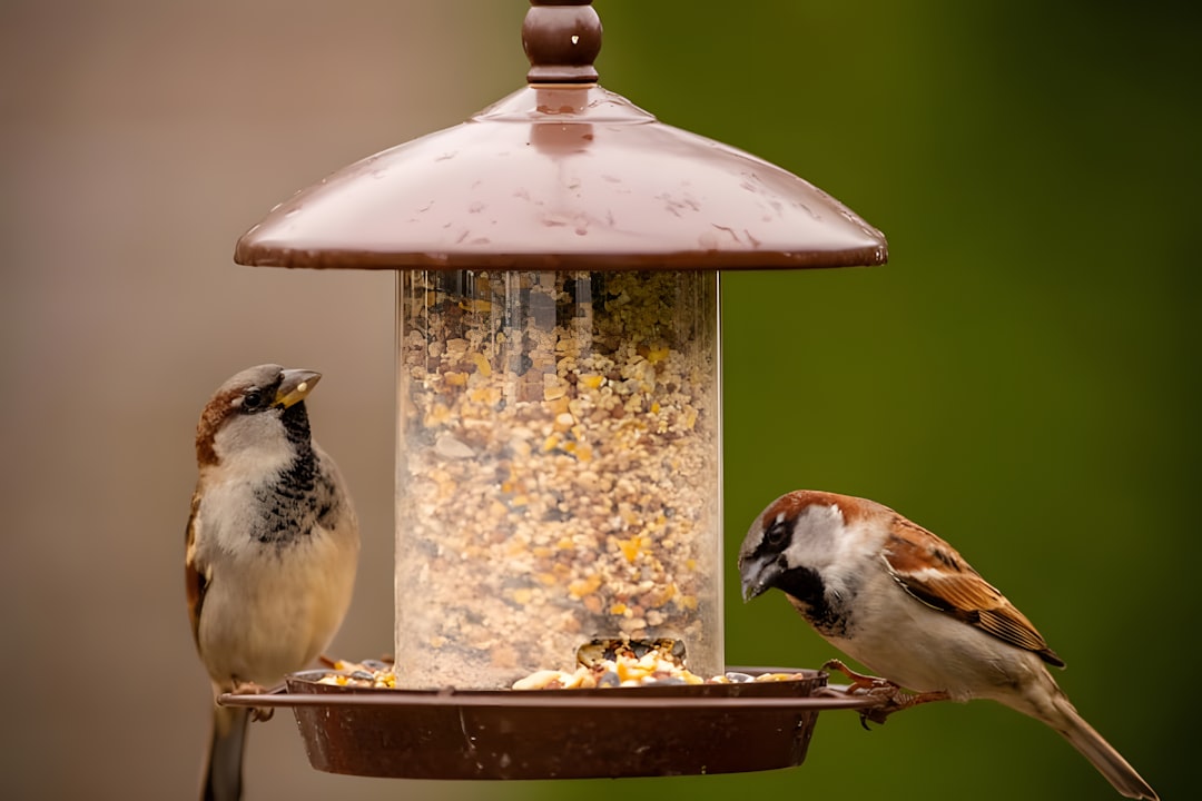 8 Best Foods To Attract More Birds To Your Backyard Feeder