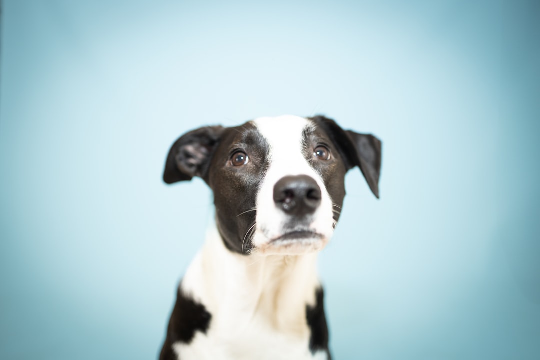Psychology Says When a Dog Looks Guilty After You Discover a Mess It Is Not Feeling Guilt the Way You Understand It – What You’re Reading on Its Face Is Fear Not Conscience Which Is Somehow More Complicated