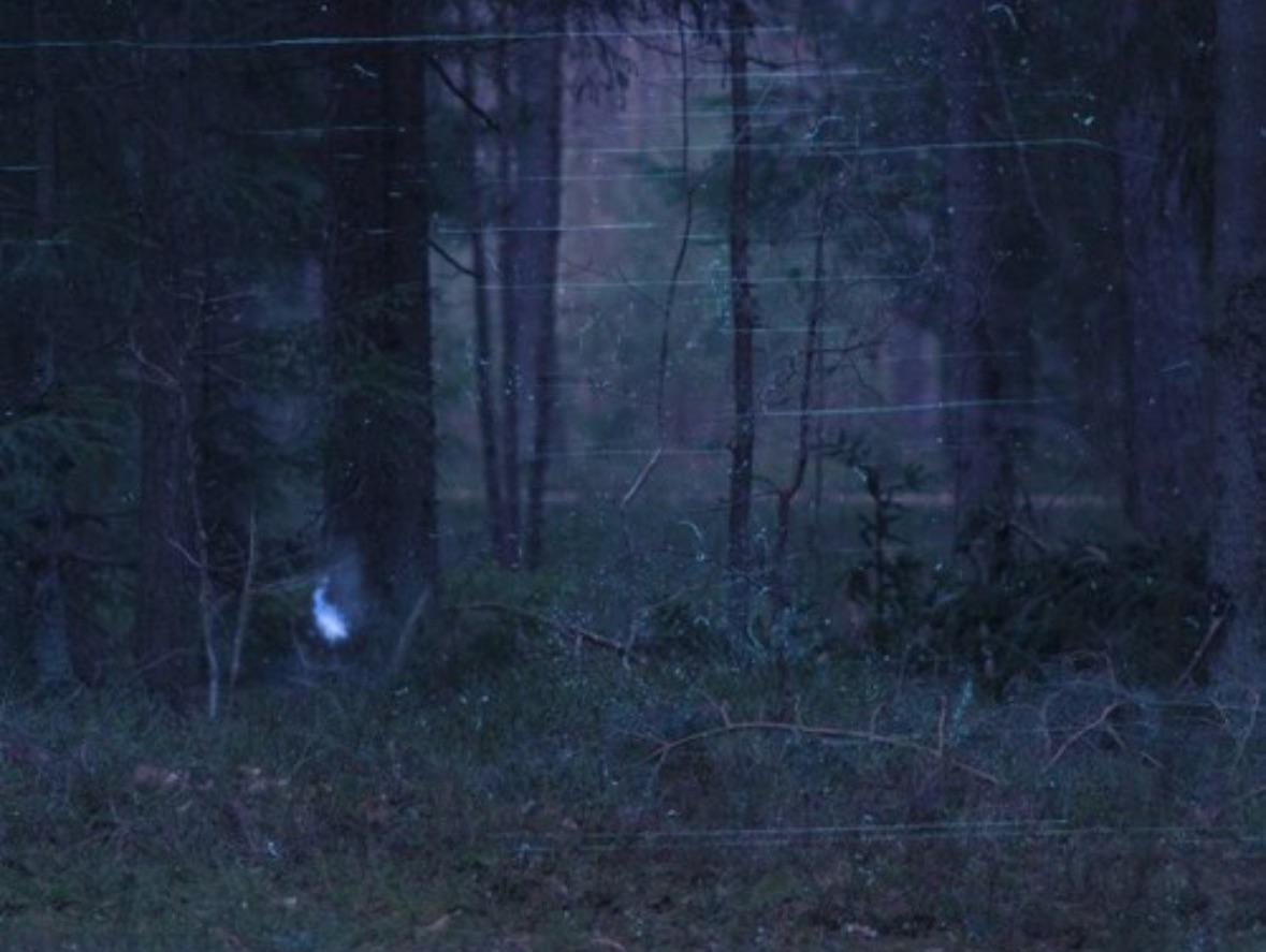 Will-o’-the-Wisps: Spirits of the Marsh or Marsh Gas? 