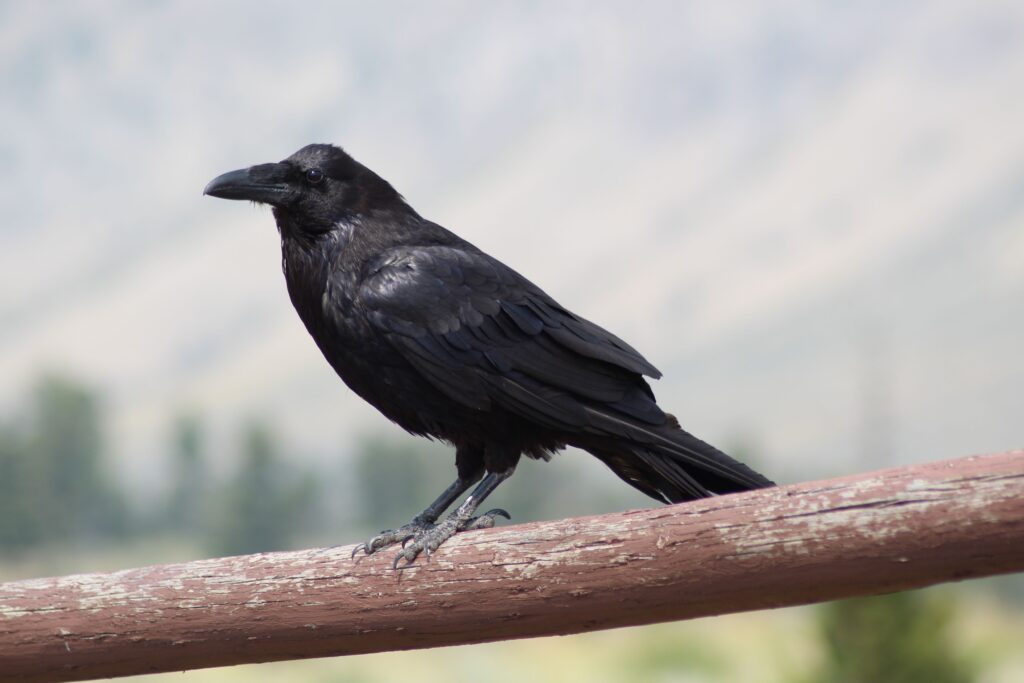 Animal Science Says Ravens Remember Human Faces for Years and Warn Other Ravens About Dangerous People