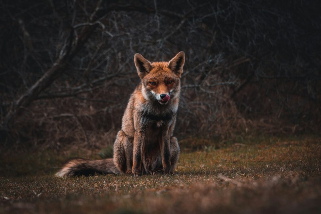 8 Reasons Foxes Use the Same Paths Night After Night