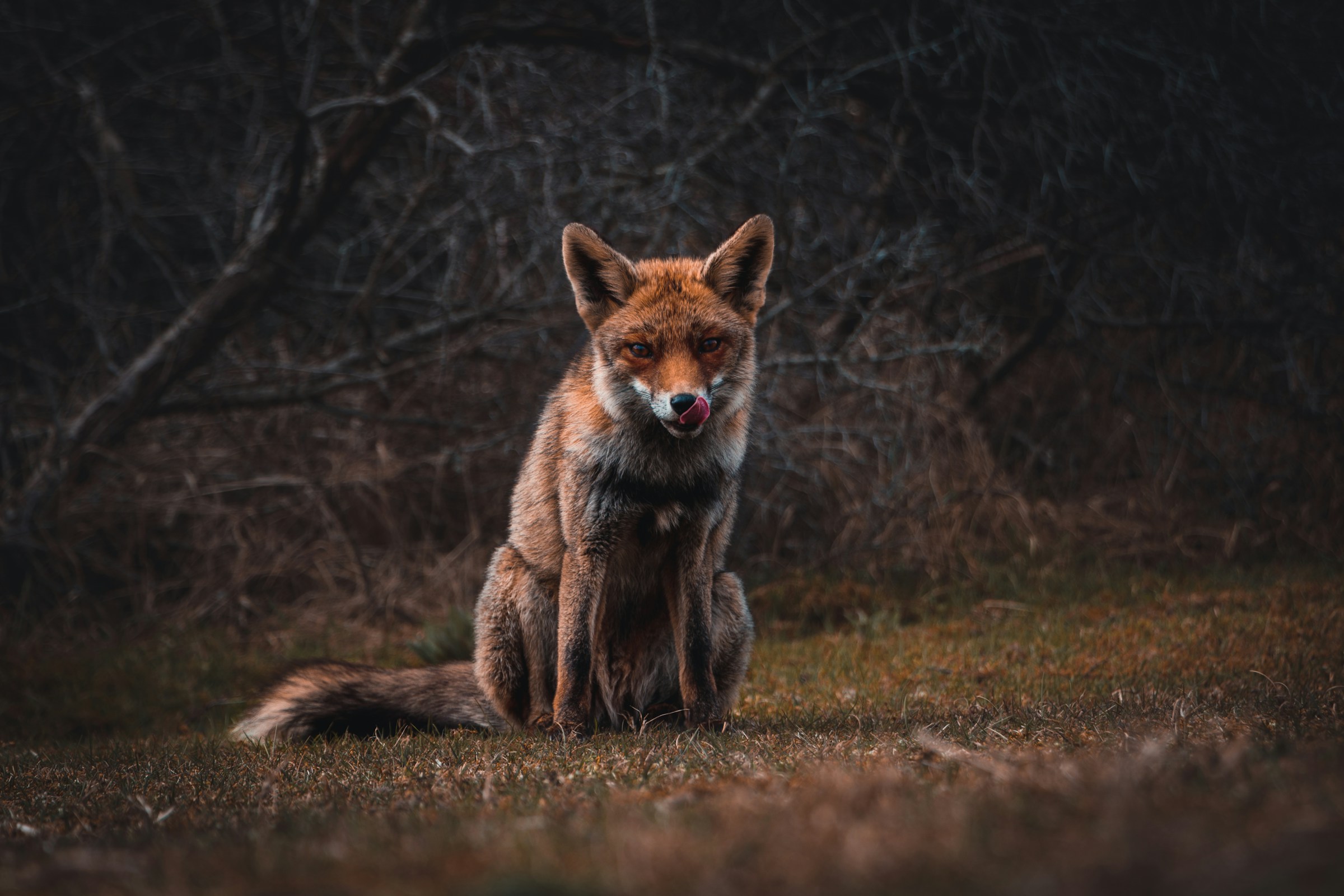 8 Reasons Foxes Use the Same Paths Night After Night