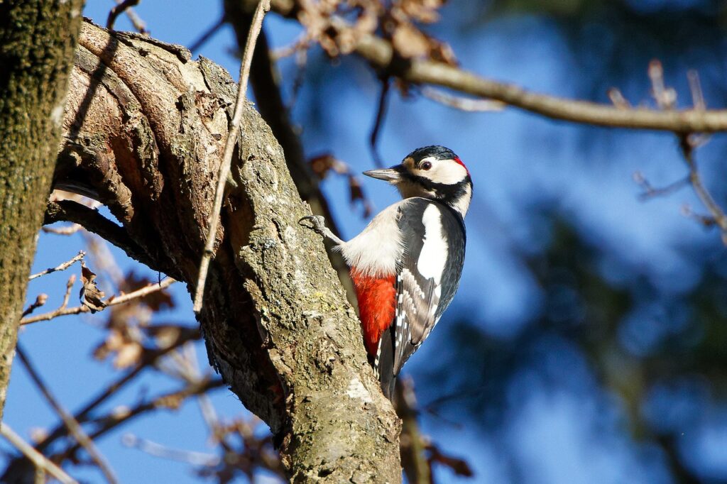 Wildlife Biology Says Woodpeckers Are the Architects of Healthy Forests
