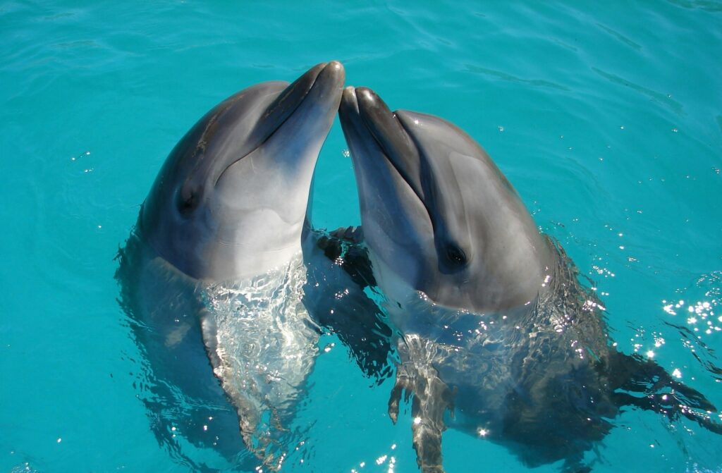 Animal Science Says Dolphins Learn Local Hunting Methods From Older Members of Their Social Group