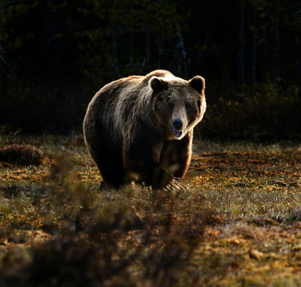 8 Things Bears Can Smell Long Before Humans Notice Them