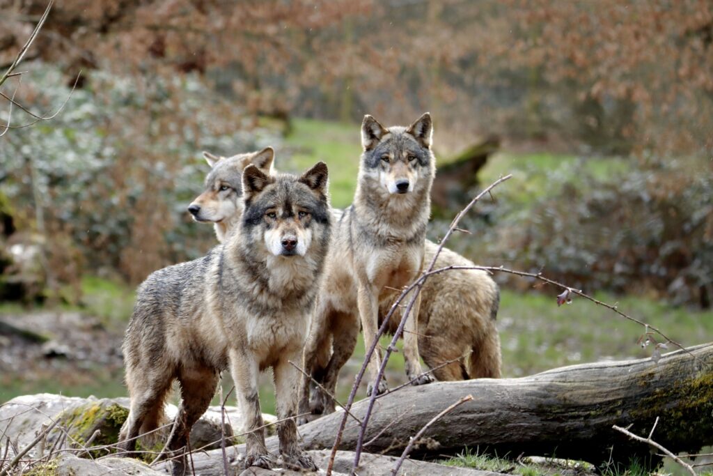 Animal Science Says Wolves Avoid Unnecessary Fights Because Cooperation Matters More Than Dominance