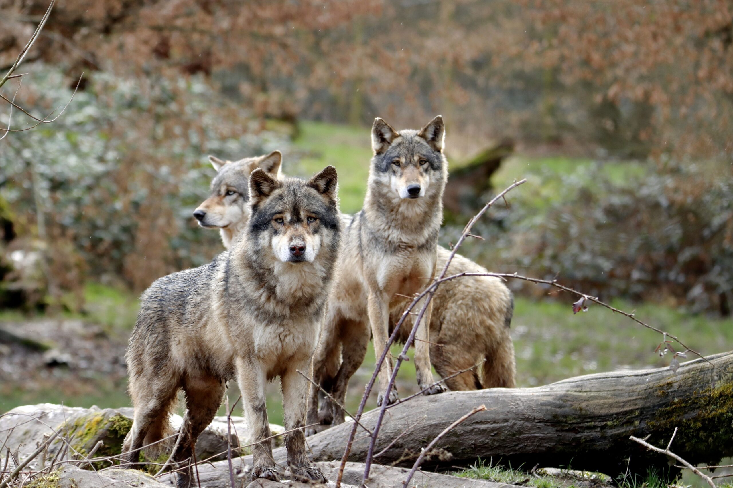 Animal Science Says Wolves Avoid Unnecessary Fights Because Cooperation Matters More Than Dominance
