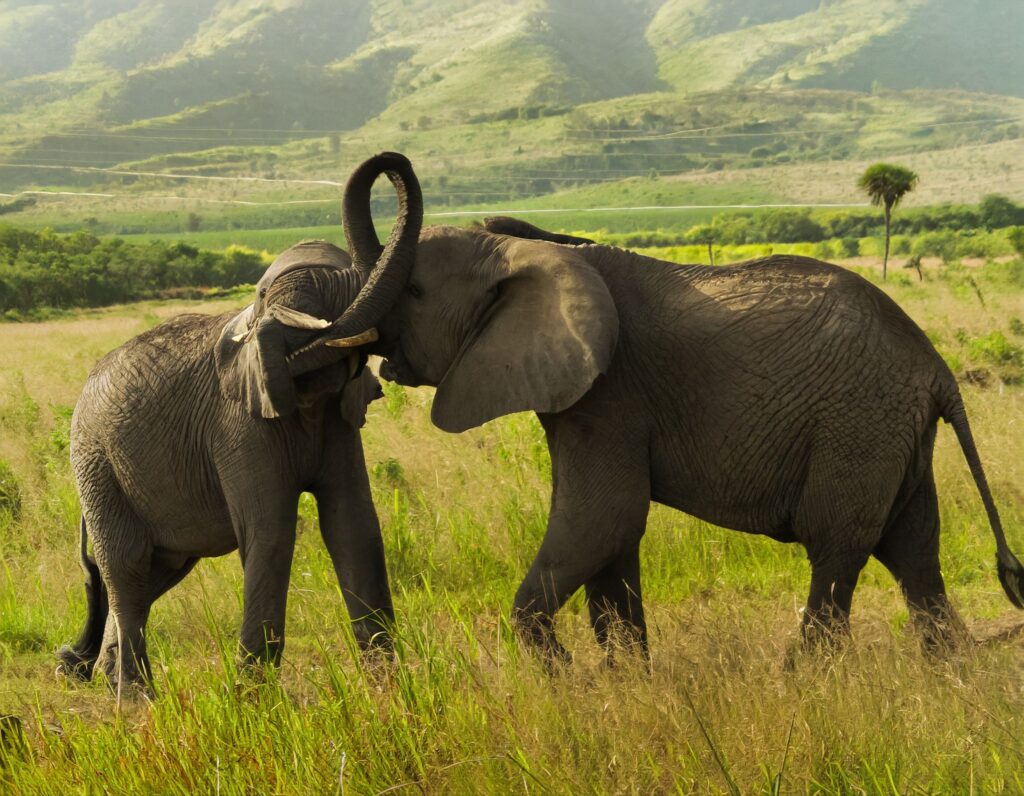 Animal Science Says Elephants Can Recognize the Voices of Distant Herd Members They Have Not Seen in Years