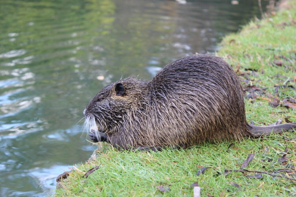8 Ways Beavers Quietly Reshape Entire Watersheds