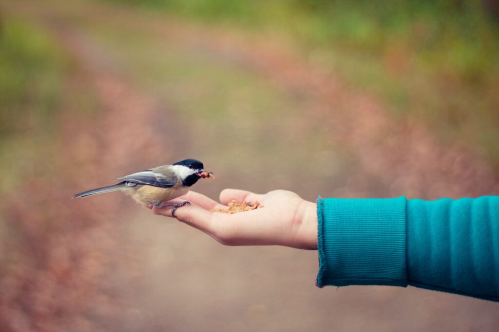 The Zodiac Signs That Birds Feel Safest Around