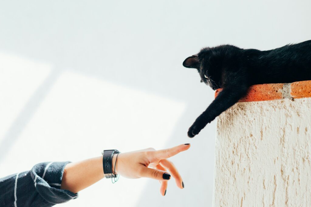 The Cat Breed Your Zodiac Sign Was Always Meant to Own