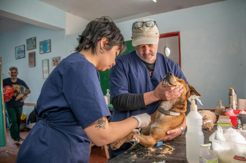 Psychology Says People Who Work With Animals Long-Term Report Lower Burnout Rates Than Those in Equivalent Human-Service Roles - and the Mechanism Behind That Difference Is Being Studied as a Specific Effect of Interspecies Bonding on Stress Chemistry
