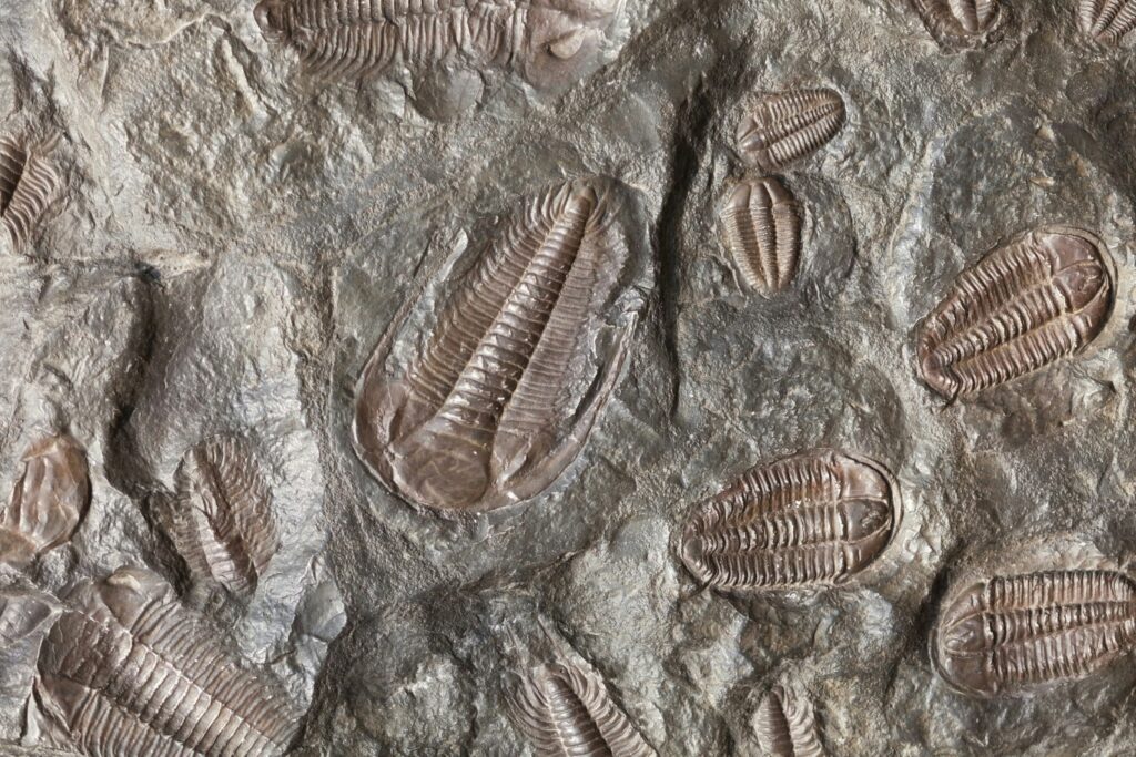 7 Reasons Marine Fossils Appear High in the Rocky Mountains
