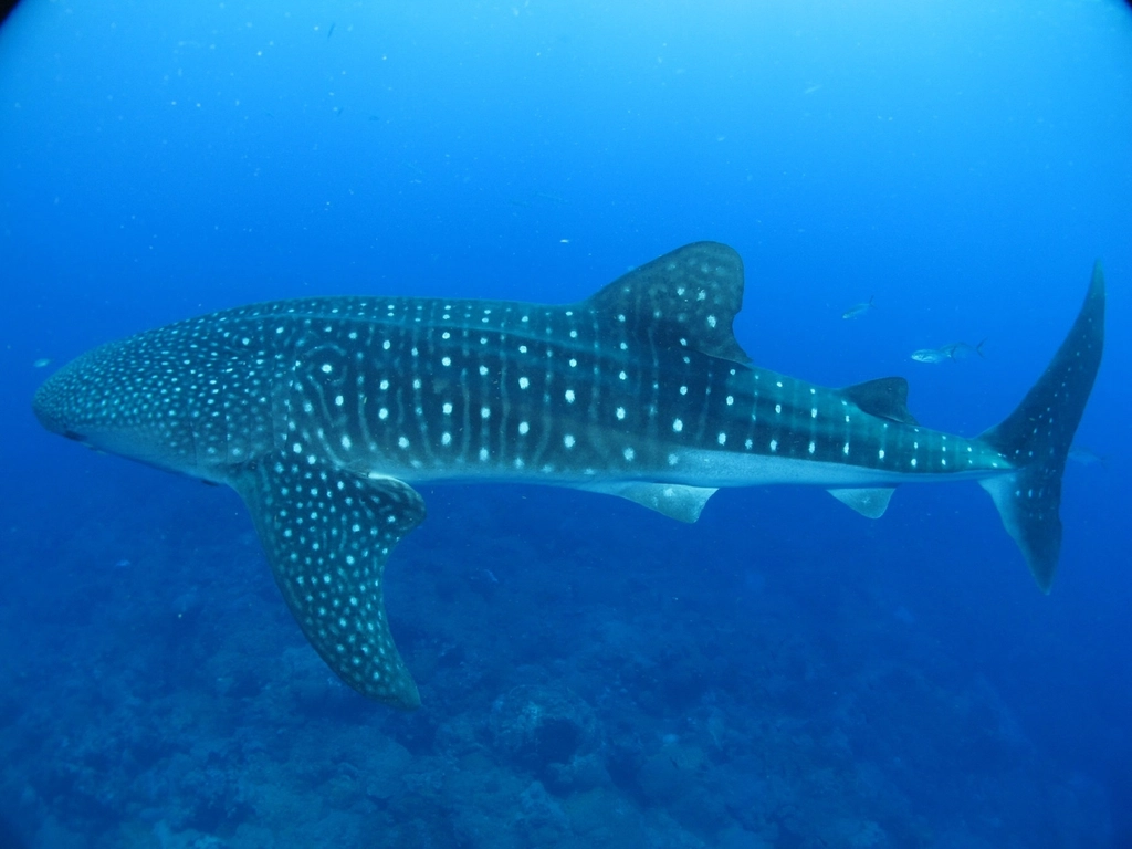 10 Facts About Whale Sharks That Surprise Even Experienced Divers