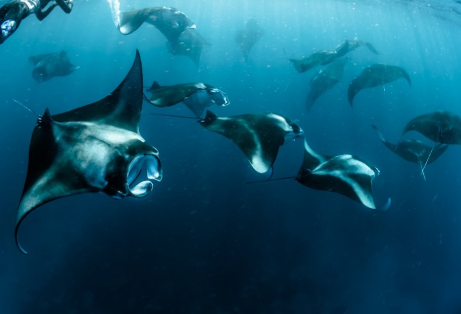 8 Reasons Manta Rays Somersault While Feeding