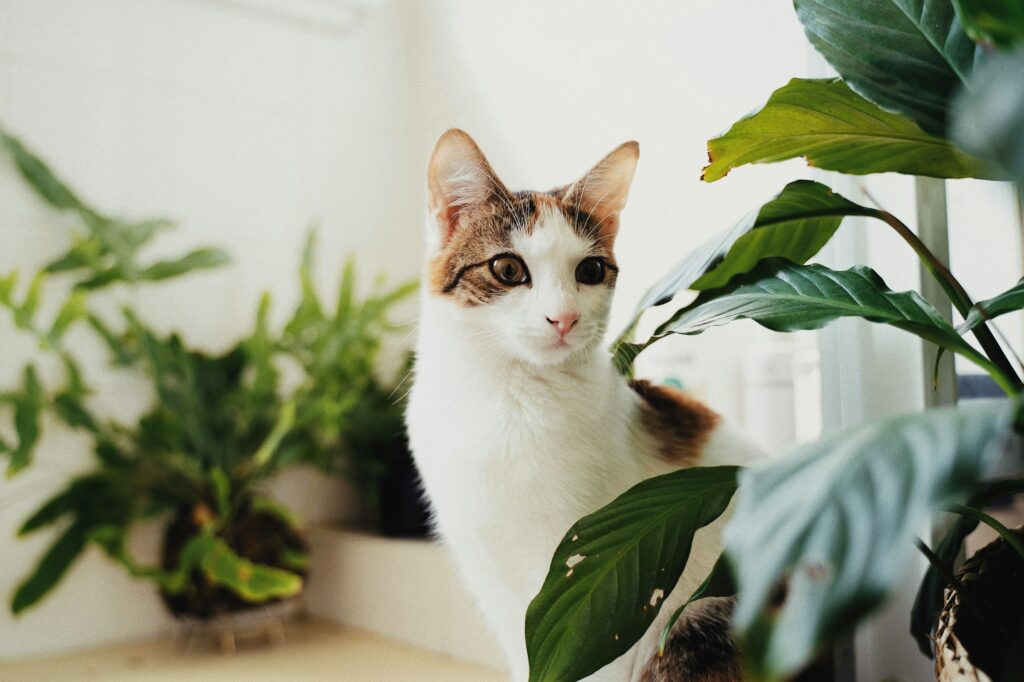 The Hidden Houseplant 80% of Cat Owners Keep That is Silently Poisoning Their Pets!