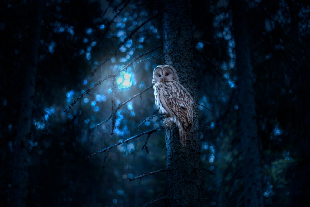 According to Nordic Tradition, Owls Were Keepers of Hidden Knowledge