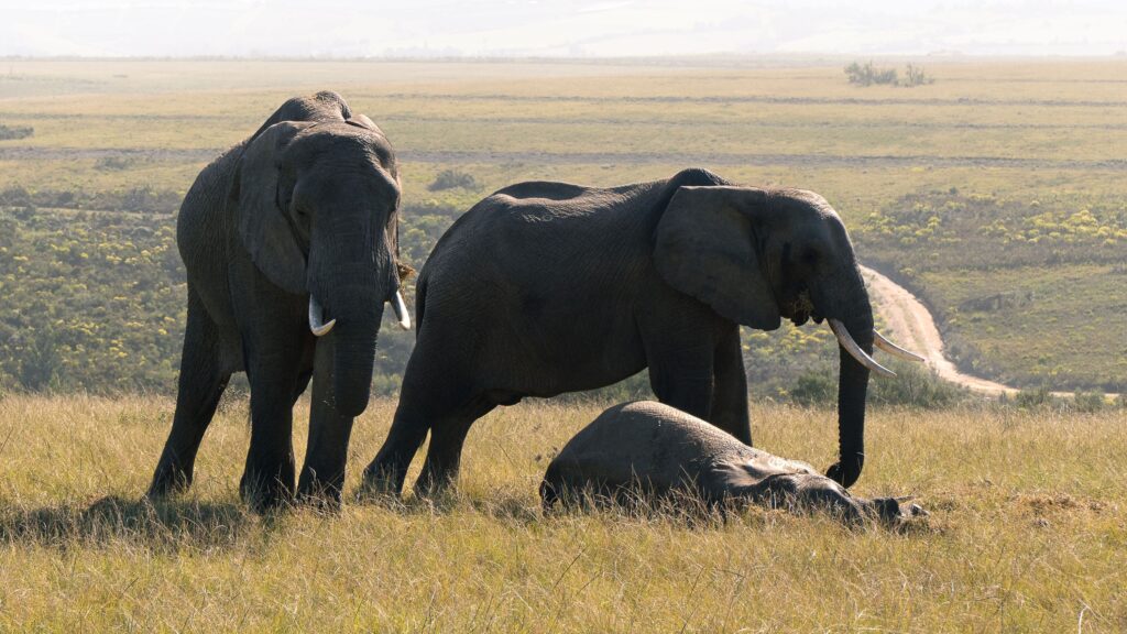 Why Scientists Now Call Elephant Behaviour Genuine Grief