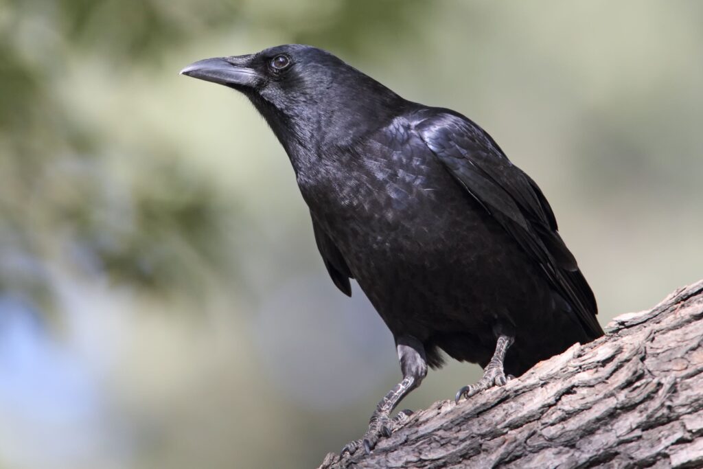 13 Things Scientists Still Cannot Explain About Crows
