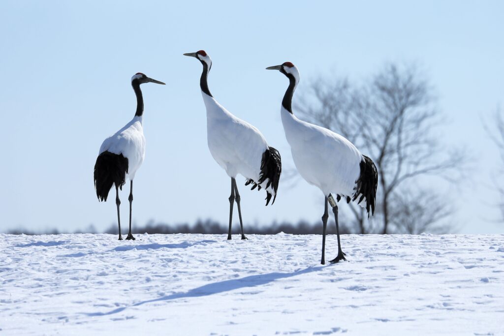 According to Japanese Folklore, Cranes Rewarded Patience and Kindness