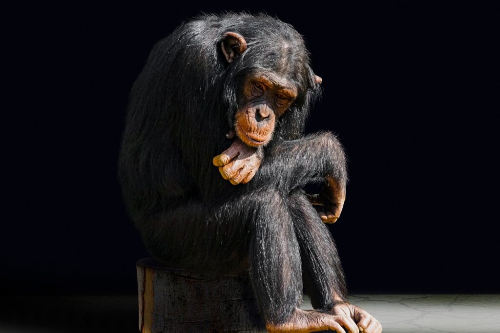 18 Things Scientists Never Say Publicly About Animal Grief