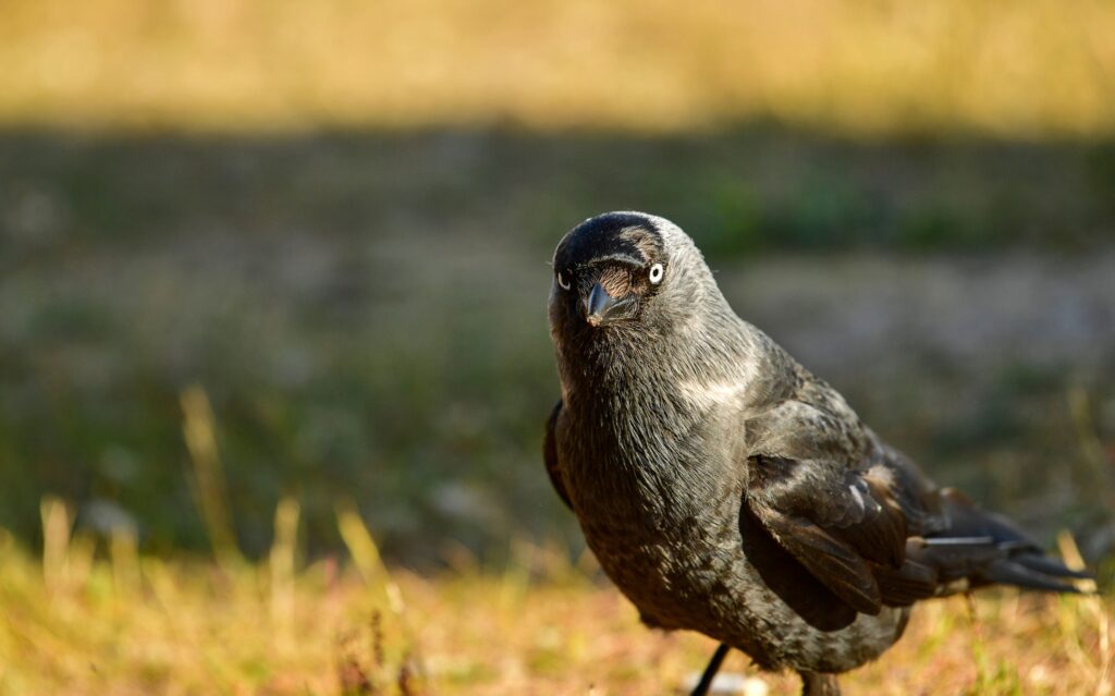 Nobody Can Explain How Crows Remember Human Faces