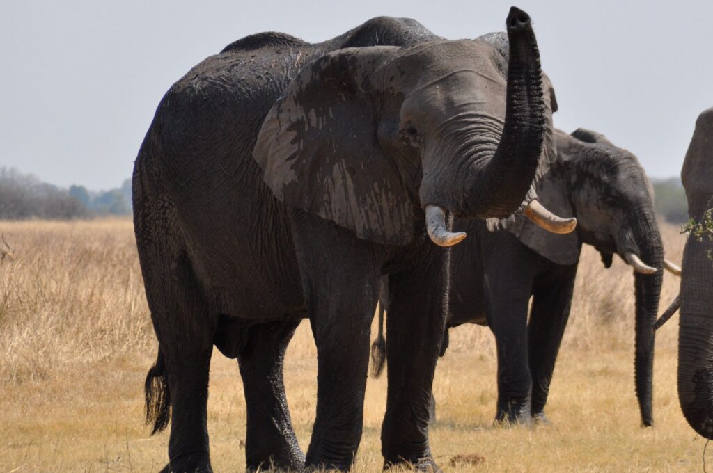 The Animal Ability Researchers Refused to Believe Was Real