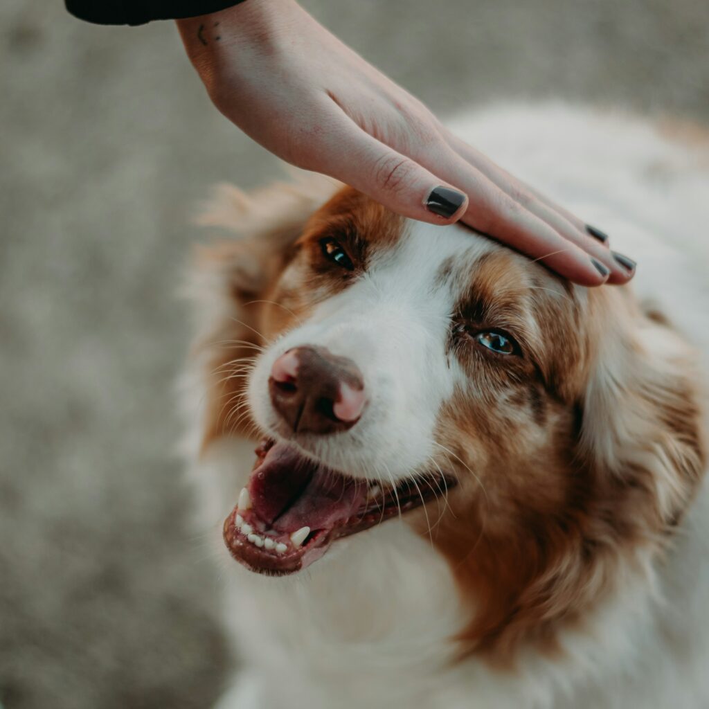 Neuroscience Says When a Dog Greets You With the Same Intensity on the Fiftieth Day as on the First It Is Not Running a Performance - It Is Expressing a Bond Architecture That Does Not Habituate the Way Human Emotional Responses Do Over Time