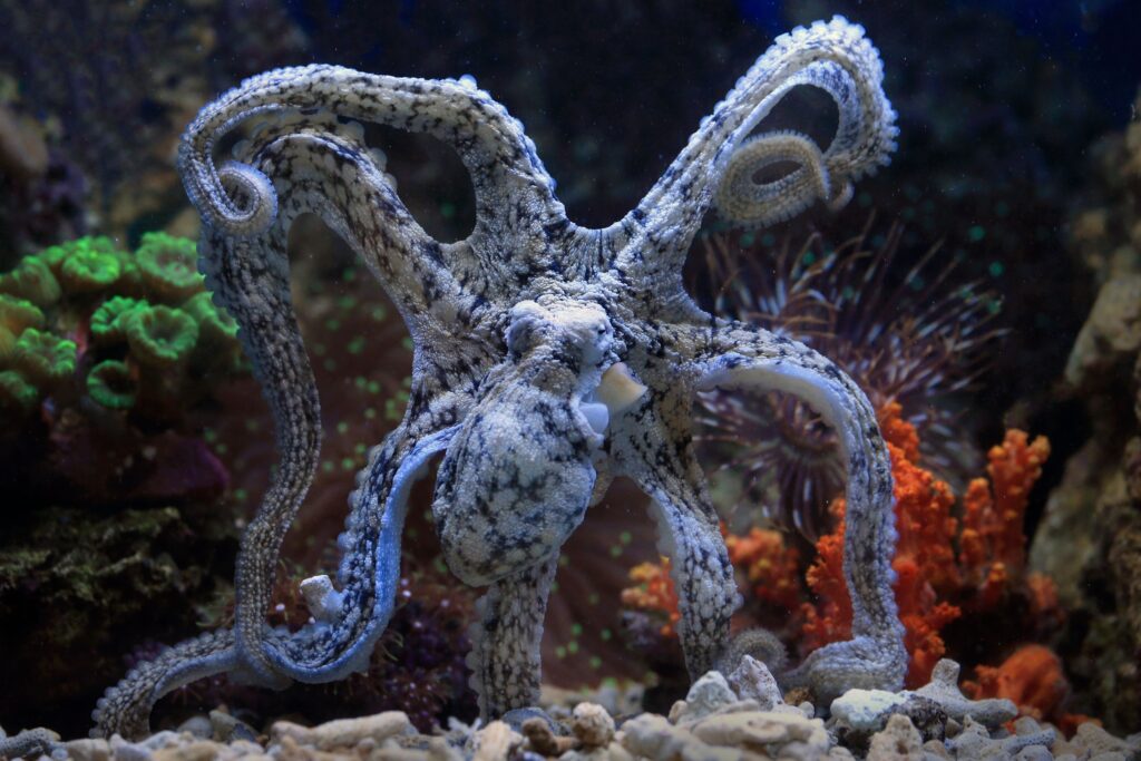 Octopuses Have Nine Brains Eight in Their Arms and One in Their Head - and Research Suggests Each Arm May Have Its Own Form of Independent Awareness Operating Without Central Control