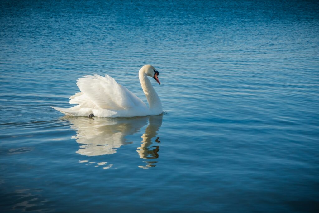 10 Most Graceful Animals In The World