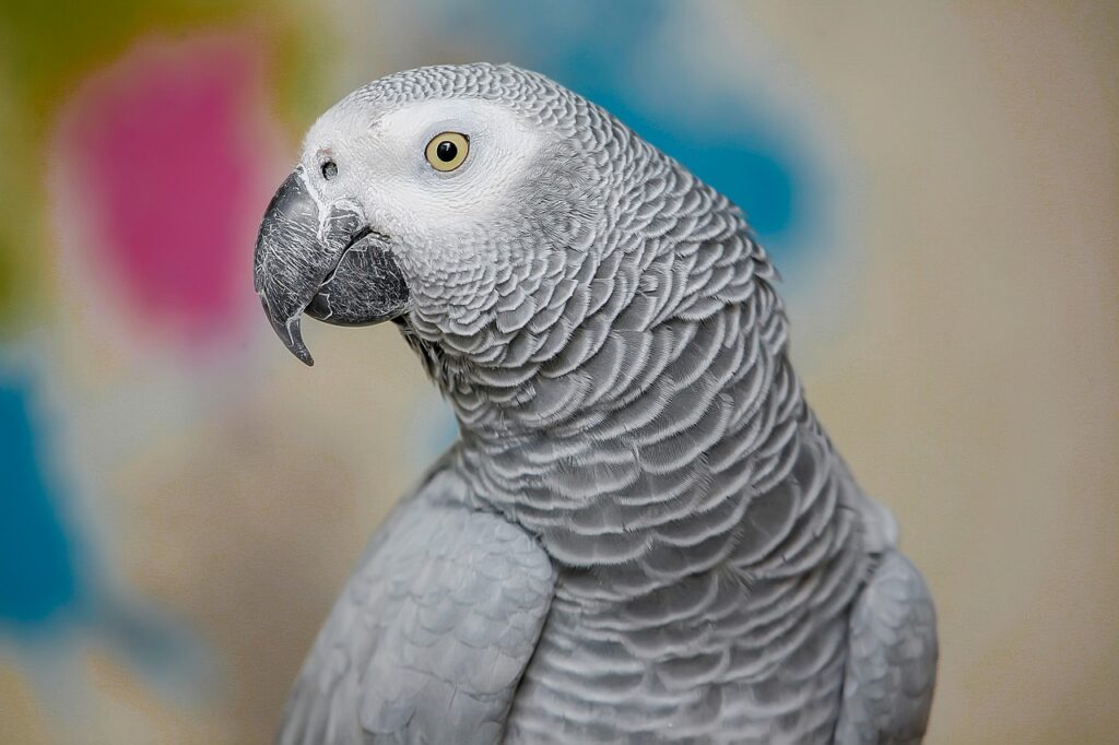 10 Smartest Birds In The World
