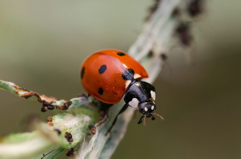 10 Tiny Predators As Vicious As Large Ones A Lion Or A Shark