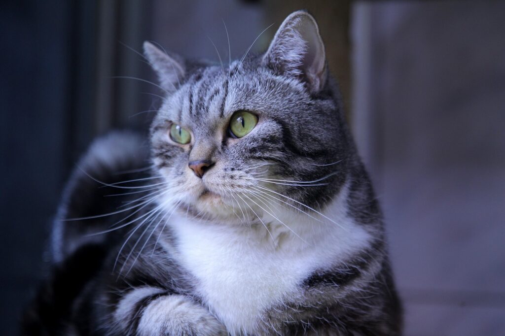 Animal Cognition Suggests Cats Build Mental Maps That Update Every Day