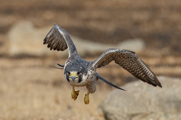 Can A Peregrine Falcon Fly Faster Than A Cheetah Can Run